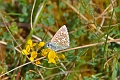 adonis blue butterfly-04